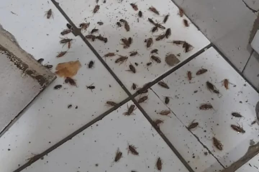dedetização progete litoral